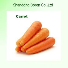 2015 Shandong Best Price Carrot Fresh